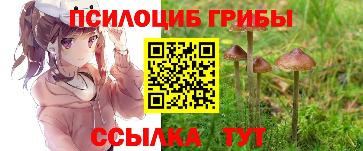 Псилоцибиновые грибы Cubensis Свободный